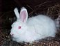 Angora Rabbit