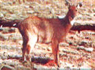 Musk Deer